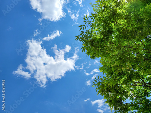 신록의 나뭇잎과 파란하늘 흰구름
