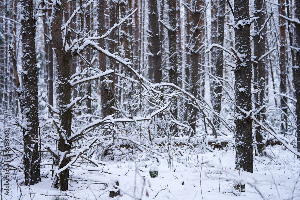 Fototapeta premium Winter forest. Snow-covered trunks of pine trees.