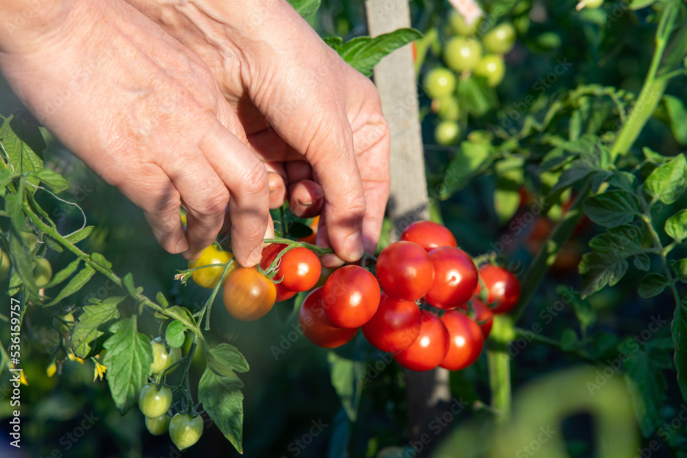 Close-up of the female hand. Working farm hands hold a branch with cherry tomatoes. Harvesting on a summer sunny day. Blurred foreground Close-up of the female hand. Working farm hands hold a branch with cherry tomatoes. Harvesting on a summer sunny day. Blurred foreground