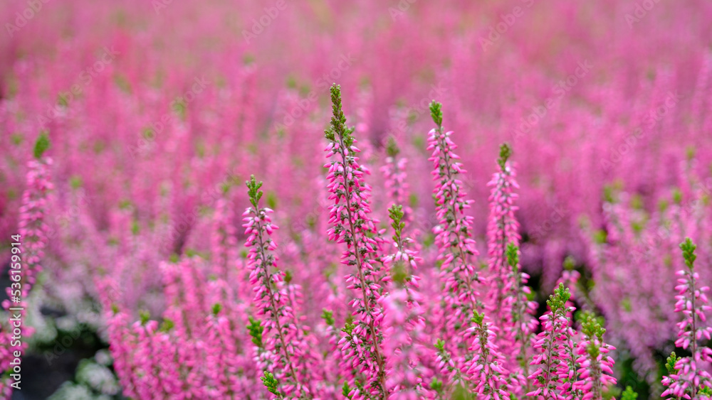 Fototapeta premium Blooming pink purple heather flowers in the forest on an autumn day.