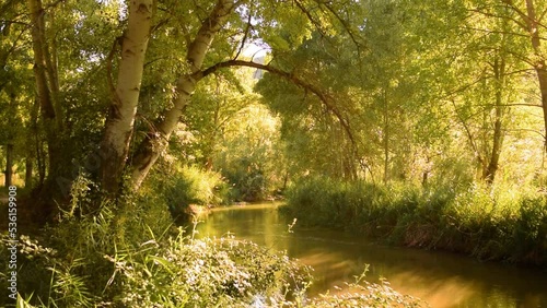 Beautiful view of a tree next to a river in a lush forest, on a sunny summer afternoon photo
