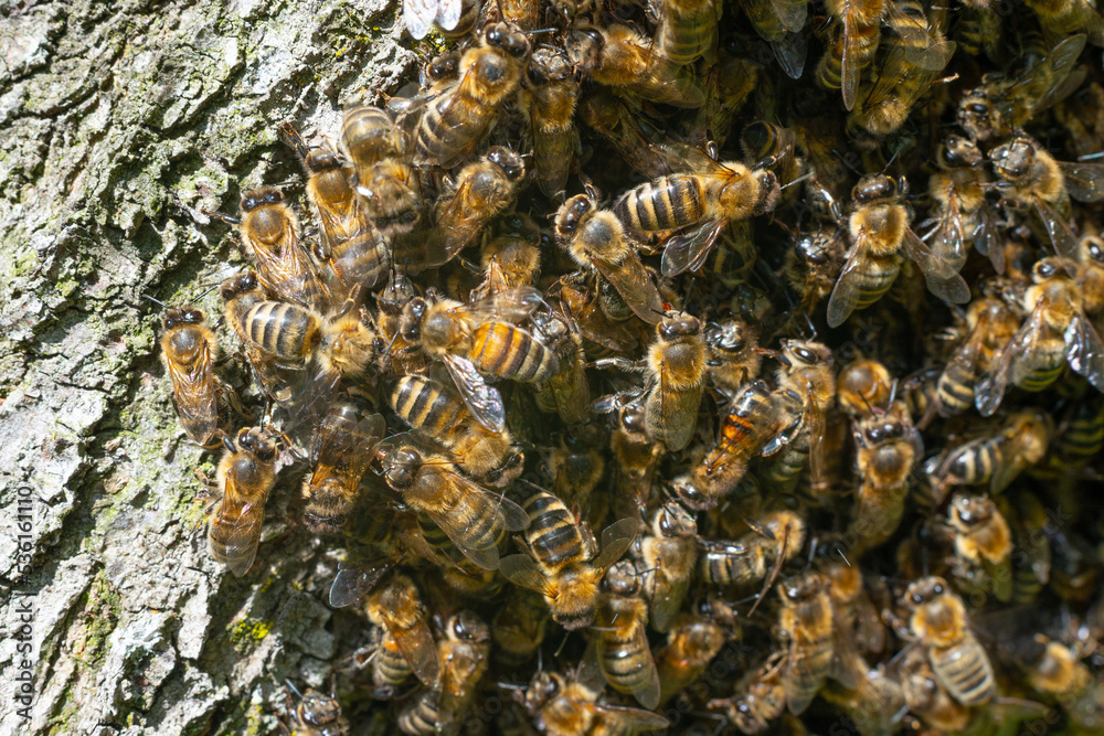 Bees in a detailed plan, a swarm of bees was shot under a macro lens. Bees in a detailed plan, a swarm of bees was shot under a macro lens.