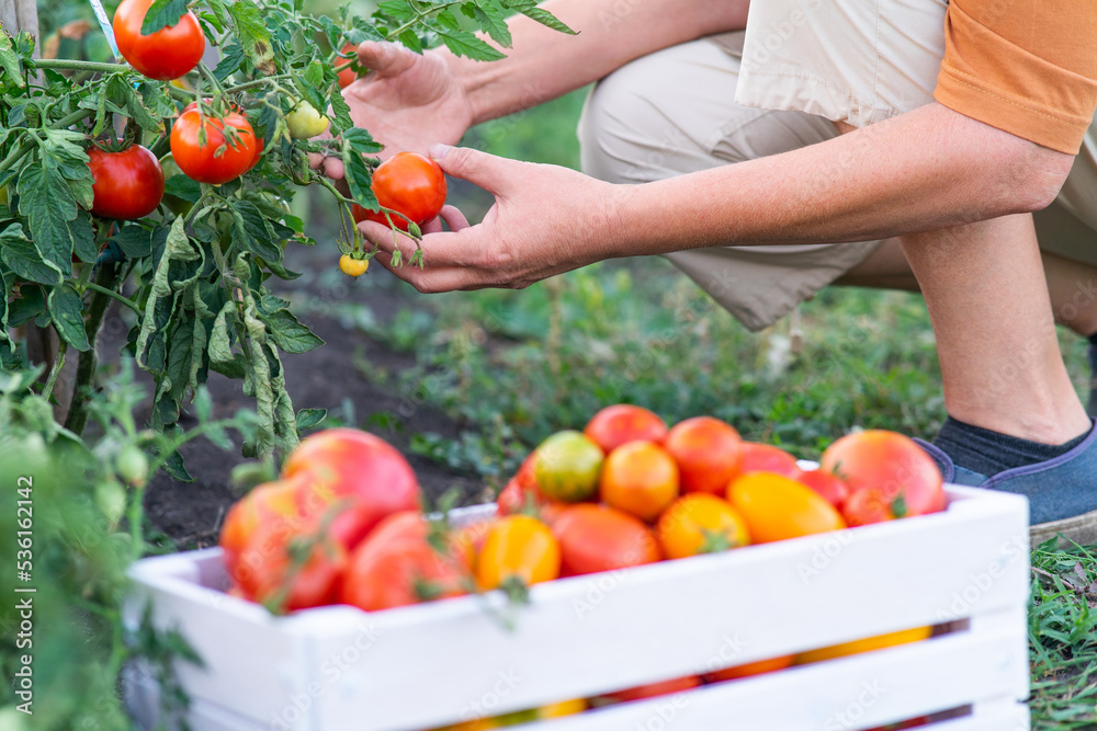 Unrecognizable figure of a female farmer. Harvesting. Collects ripe juicy tomatoes in a white wooden box. Blurred foreground.