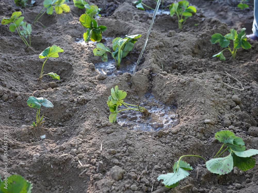 garden bed with strawberry bushes watering plants garden bed with strawberry bushes watering plants