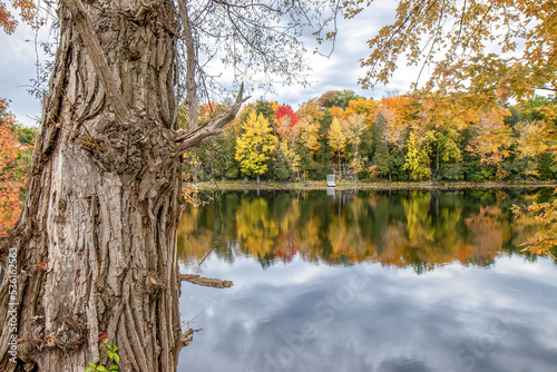 Fototapeta Naklejka Na Ścianę i Meble -  View of colourful autumn foliage reflected in calm waters, lawn chair on far shore, gnarled willow tree trunk in foreground, nobody