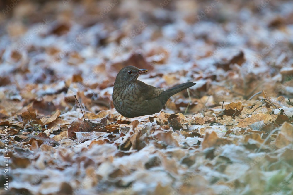 Eine Amsel sitzt im Winter bei Frost zwischen gefrorenen Blättern, turdus merula