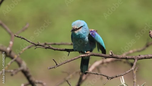 kraska, siwka (Coracias garrulus)  photo