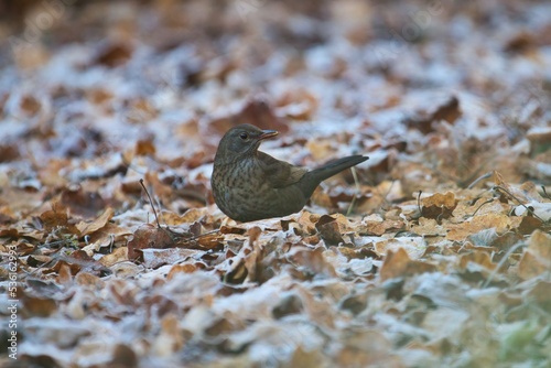 Obraz na płótnie Eine Amsel sitzt im Winter bei Frost zwischen gefrorenen Blättern, turdus merula w salonie