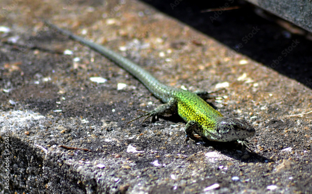 Fototapeta premium lizard on the stone
