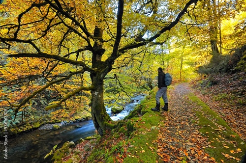 Senderista en el bosque de muniellos © StockPhotoAstur