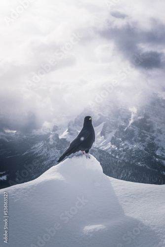 bird in dolomites