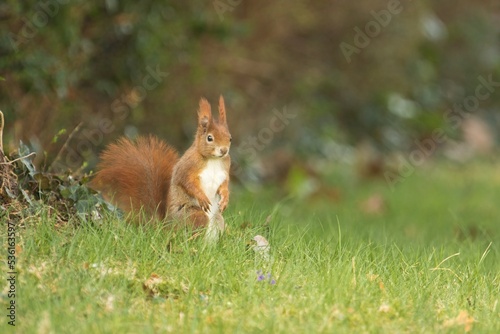 Ein rotes Eichhörnchen sitzt aufrecht in einer Wiese, sciurus vulgaris