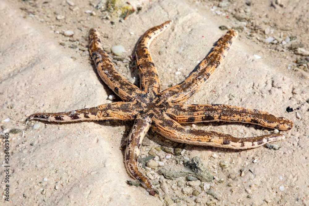Das Sterben der Seesterne, verstorbender Seestern an einem Strand in der Karibik Das Sterben der Seesterne, verstorbender Seestern an einem Strand in der Karibik
