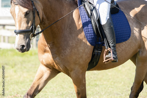 An equestrian rides her horse for a dressage warmup.  photo