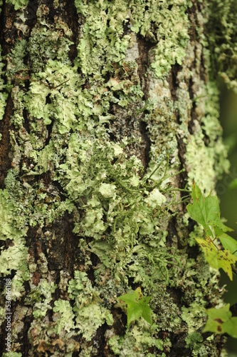Moss and lichen on trunk of tree