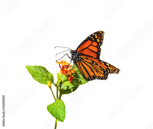 monarch butterfly close up on orange flower with green leaves white background