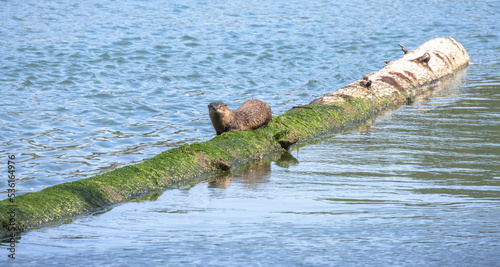 2022 08 30 River Otter - Silentz Bay NWR 011 photo