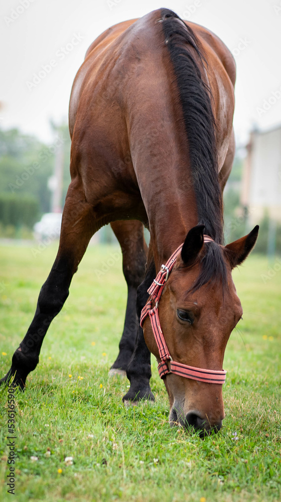 Obraz premium Beautiful horse eating the grass