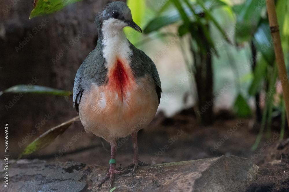 LUZON BLEEDING-HEART DOVE LUZON BLEEDING-HEART DOVE