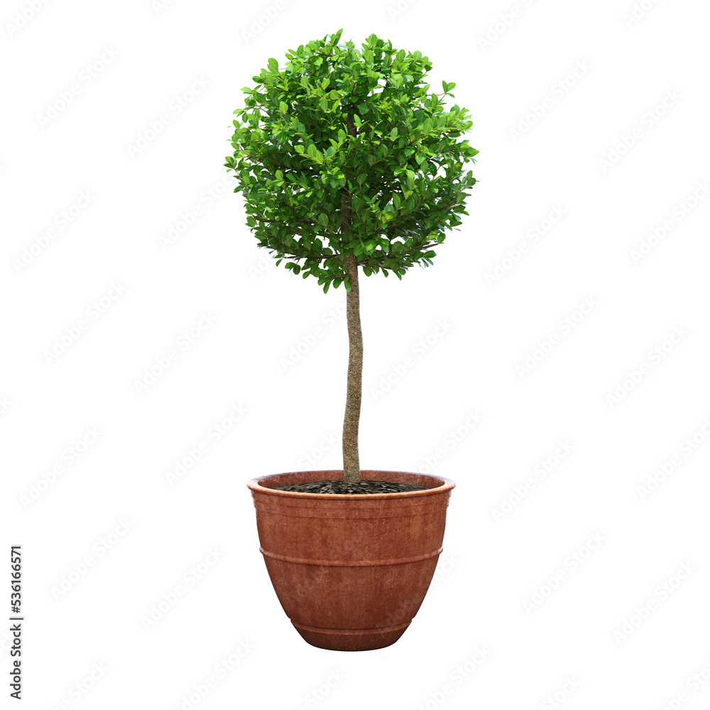 Obraz premium decorative flower in a pot isolate on a transparent background, 3D illustration, cg render