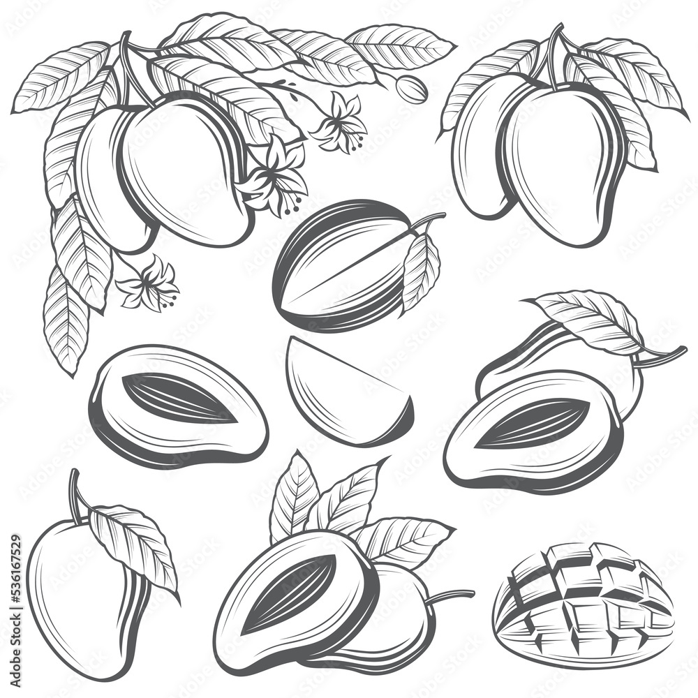 monochrome collection of mango fruits isolated on white background