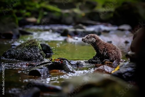 Close-up portrait of a river otter in its natural environment.
It is also known as the European otter, Eurasian river otter, common otter, and Old World otter. Native to Eurasia. Lutra lutra.
