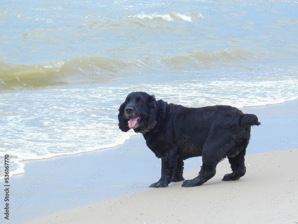 Black cocker spaniel dog on the beach Black cocker spaniel dog on the beach
