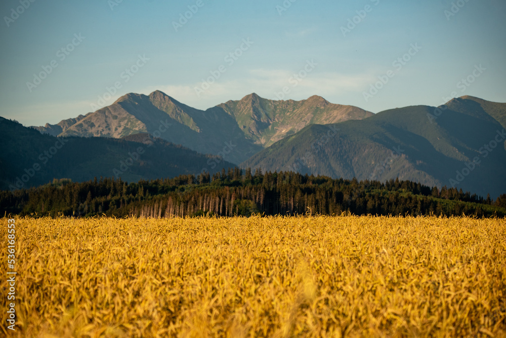 golden wheat field in mountains, West Tatras