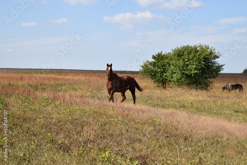 Brown Horse in a Farm Field