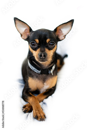 Exposition puppy  dog on a white background. Lying dog
