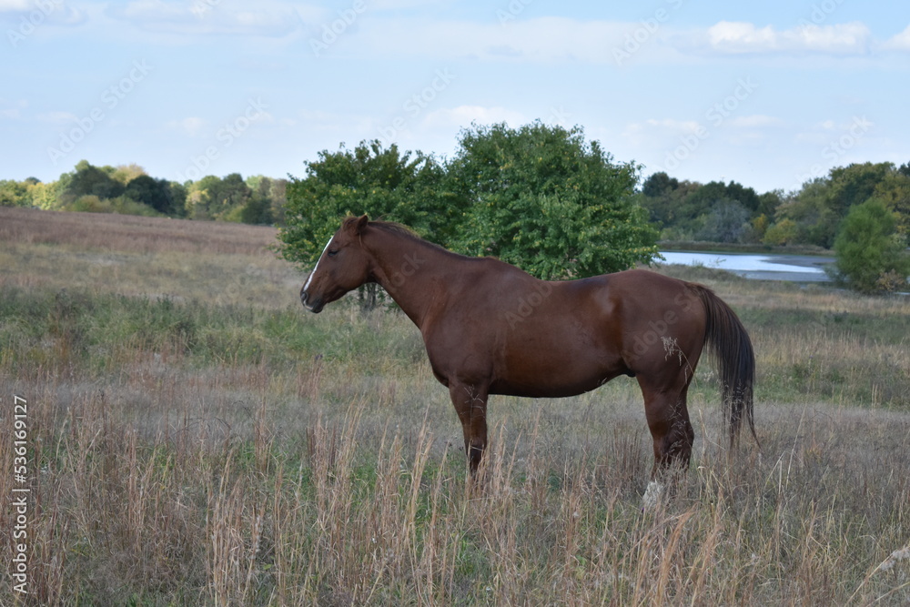 Brown Horse in a Field