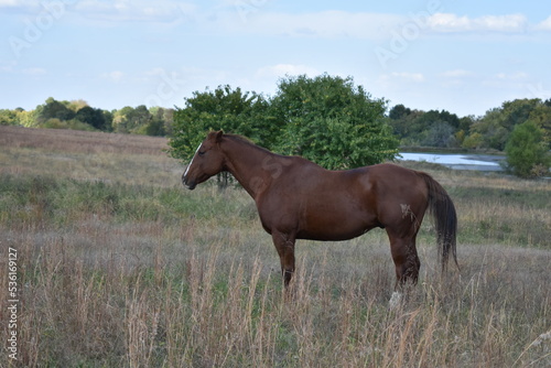 Brown Horse in a Field