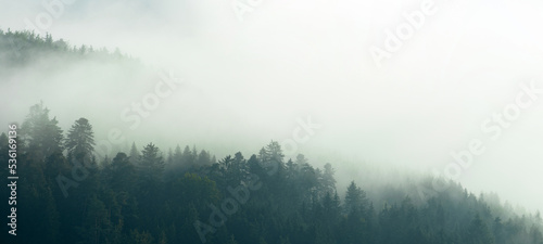 Amazing mystical rising fog forest trees landscape in black forest ( Schwarzwald ) Germany panorama banner - Dark mood.... © Corri Seizinger
