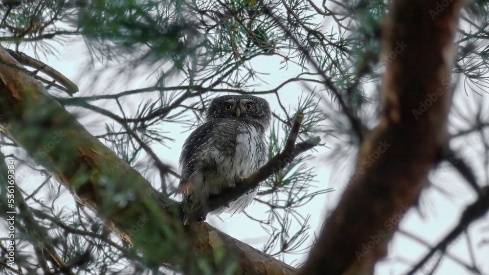 Eurasian pygmy owl at your home Eurasian pygmy owl at your home