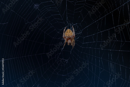 Spider in a Wet Web