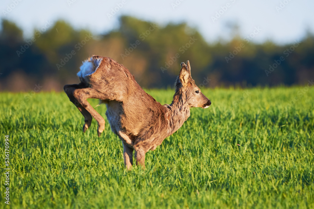 Fototapeta premium Roe deer male running on field ( Capreolus capreolus ). European roe