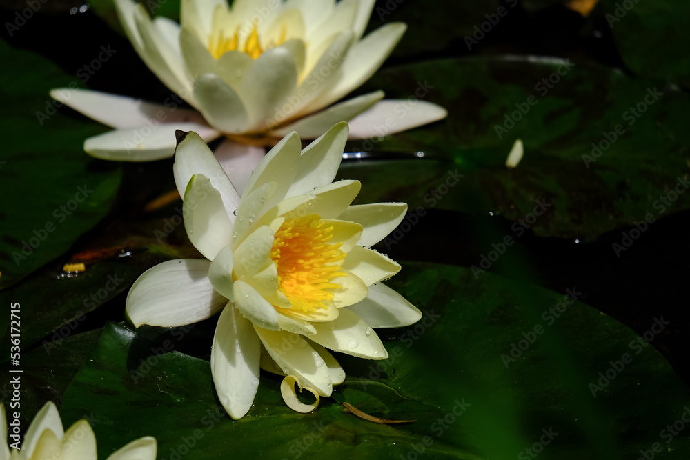 Macro photography of a flower: detail shot of a flower with background blur. Macro photography of a flower: detail shot of a flower with background blur.