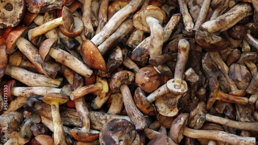 Mushrooms are collected in a basket. Top view of various forest mushrooms collected in a basket. Many forest mushrooms. Autumn composition. Cooking delicious gourmet food from organic mushrooms. Mushrooms are collected in a basket. Top view of various forest mushrooms collected in a basket. Many forest mushrooms. Autumn composition. Cooking delicious gourmet food from organic mushrooms.