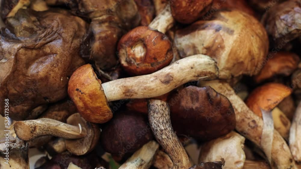 Mushrooms are collected in a basket. Top view of various forest mushrooms collected in a basket. Many forest mushrooms. Autumn composition. Cooking delicious gourmet food from organic mushrooms. Mushrooms are collected in a basket. Top view of various forest mushrooms collected in a basket. Many forest mushrooms. Autumn composition. Cooking delicious gourmet food from organic mushrooms.