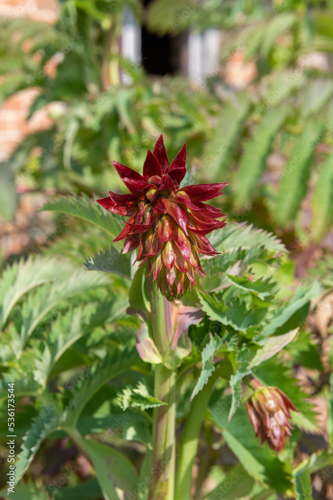 Close up of a giant honey flower (melianthus major) in bloom Close up of a giant honey flower (melianthus major) in bloom