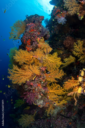 Coral reefs of the Fiji Islands