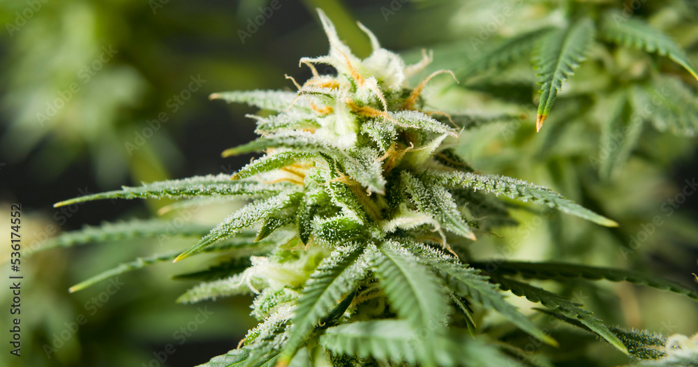 trichome filled marihuana cbd thc bud flowering pre harvest cannabis flower trichome filled marihuana cbd thc bud flowering pre harvest cannabis flower