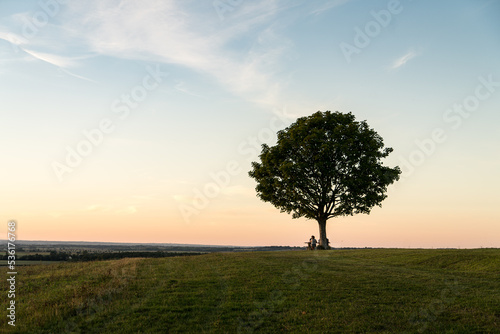 A lone tree in sunset