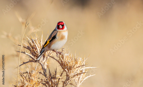 European Goldfinch (Carduelis carduelis) feeds mainly on thistle seeds in winter. They are undoubtedly the best songbirds in the world. photo
