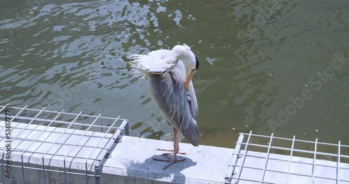 The closeup Ardeidae in Tosaborigawa River in the city of Osaka. The bird in footage is preening itself photo