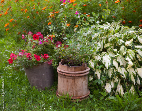Petunia, hosta and marigold in the garden
