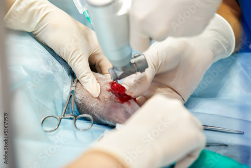 veterinary medical team performing an operation. spaying and neutering surgery of a domestic animal at the veterinary clinic photo