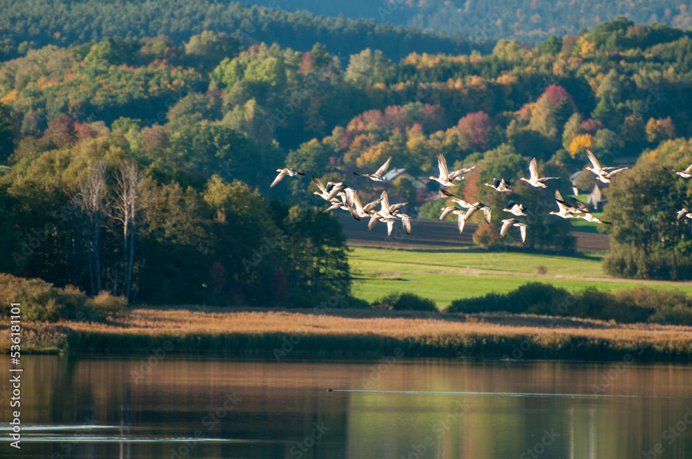 A flock of wild geese on the background of a forest and a lake.