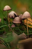 grzyby mushrooms