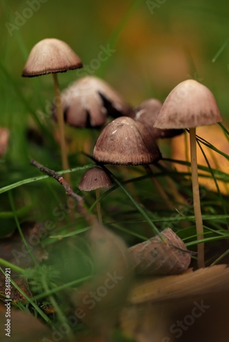 grzyby mushrooms © Agnieszka